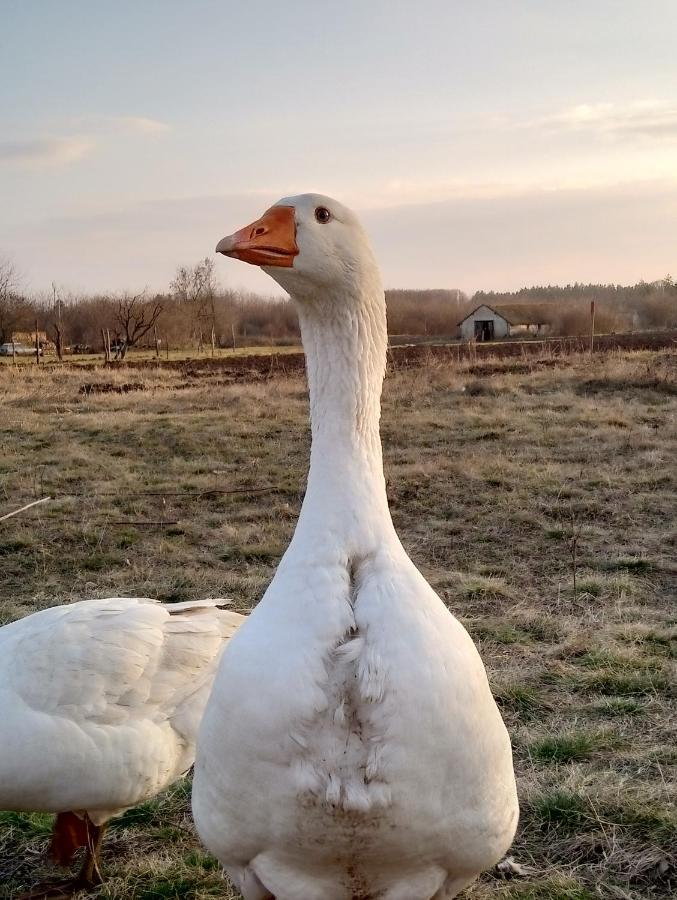 Matejev Konak Susara Bagian luar foto